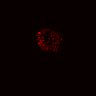 Thumbnail for dataset SuppFig5A_Wnt3a1