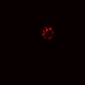 Thumbnail for dataset SuppFig5A_Wnt3a2