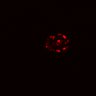 Thumbnail for dataset SuppFig5A_Wnt3a3