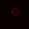 Thumbnail for dataset SuppFig5B_Wnt_EGFRi_post1