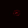Thumbnail for dataset SuppFig5B_Wnt_EGFRi_post2