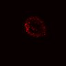 Thumbnail for dataset SuppFig5B_Wnt_EGFRi_pre1