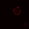Thumbnail for dataset SuppFig5B_Wnt_EGFRi-ErbB2i_pre2