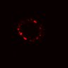 Thumbnail for dataset SuppFig5B_Wnt_ErbB2i_post2