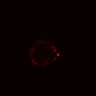Thumbnail for dataset SuppFig5B_Wnt_ErbB2i_post3