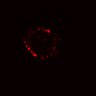 Thumbnail for dataset SuppFig5B_Wnt_ErbB2i_pre2