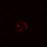 Thumbnail for dataset SuppFig5B_Wnt_ErbB2i_pre3