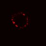 Thumbnail for dataset SuppFig5C_Wnt_ErbB2i