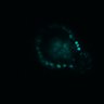 Thumbnail for dataset SuppFig5D_ErkNLS_bCat_2