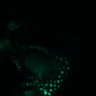 Thumbnail for dataset SuppFig5D_ErkNLS_bCat_4