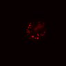 Thumbnail for dataset SuppFig5E_bcat_EGFRi_pre2