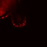 Thumbnail for dataset SuppFig5E_bcat_EGFRi-ErbB2i_post2