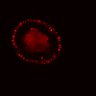 Thumbnail for dataset SuppFig5E_bcat_ErbB2i_pre2