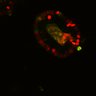 Thumbnail for dataset SuppFig6A_Fucci_EN_EGFRi2