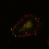 Thumbnail for dataset SuppFig6A_Fucci_EN_EGFRi3