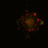Thumbnail for dataset SuppFig6A_Fucci_EN_EGFRi-ErbB2i2