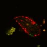 Thumbnail for dataset SuppFig6A_Fucci_EN_ErbB2i1