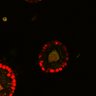 Thumbnail for dataset SuppFig6A_Fucci_EN_ErbB2i3
