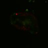 Thumbnail for dataset SuppFig6A_Fucci_EN1