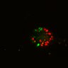 Thumbnail for dataset SuppFig6B_Fucci_ENR_1