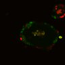 Thumbnail for dataset SuppFig6B_Fucci_ENR_2