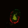 Thumbnail for dataset SuppFig6B_Fucci_ER_1