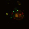 Thumbnail for dataset SuppFig6B_Fucci_ER_3