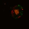 Thumbnail for dataset SuppFig6B_Fucci_ER_EGFRi1