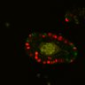 Thumbnail for dataset SuppFig6B_Fucci_ER_EGFRi2