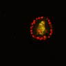Thumbnail for dataset SuppFig6B_Fucci_ER_EGFRi3