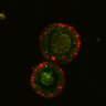 Thumbnail for dataset SuppFig6B_Fucci_ER_EGFRi-ErbB2i2