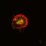 Thumbnail for dataset SuppFig6B_Fucci_ER_ErbB2i1