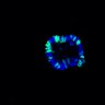 Thumbnail for dataset SuppFig6C_CHIR_ENR