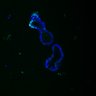 Thumbnail for dataset SuppFig6C_ENR