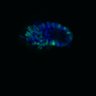 Thumbnail for dataset SuppFig6D_CHIR_1