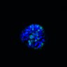 Thumbnail for dataset SuppFig6D_CHIR_3