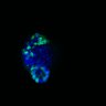 Thumbnail for dataset SuppFig6D_CHIR_EGFRi_1