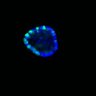 Thumbnail for dataset SuppFig6D_CHIR_EGFRi_2