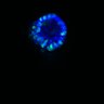 Thumbnail for dataset SuppFig6D_CHIR_EGFRi_3