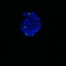 Thumbnail for dataset SuppFig6D_CHIR_EGFRi-ErbB2i_1