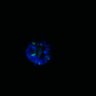 Thumbnail for dataset SuppFig6D_CHIR_EGFRi-ErbB2i_2
