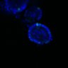 Thumbnail for dataset SuppFig6D_CHIR_EGFRi-ErbB2i_3