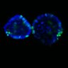 Thumbnail for dataset SuppFig6D_CHIR_ErbB2i_1