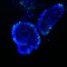 Thumbnail for dataset SuppFig6D_CHIR_ErbB2i_3