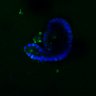Thumbnail for dataset SuppFig6D_ENR_3