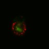 Thumbnail for dataset SuppFig6E_Fucci_ENR_1