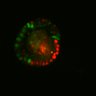 Thumbnail for dataset SuppFig6E_Fucci_ENR_3