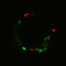 Thumbnail for dataset SuppFig6E_Fucci_Wnt_1