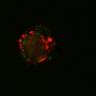 Thumbnail for dataset SuppFig6E_Fucci_Wnt_EGFRi_1