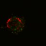 Thumbnail for dataset SuppFig6E_Fucci_Wnt_EGFRi_2